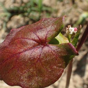 Photographie n°1600076 du taxon Fagopyrum esculentum Moench [1794]
