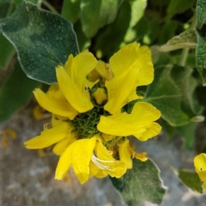 Photographie n°1601448 du taxon Phlomis fruticosa L. [1753]