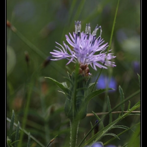 Photographie n°1603119 du taxon Carthamus mitissimus L. [1753]