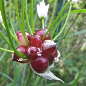 Photographie n°1607131 du taxon Allium roseum L. [1753]