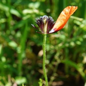 Photographie n°1607808 du taxon Papaver argemone L.