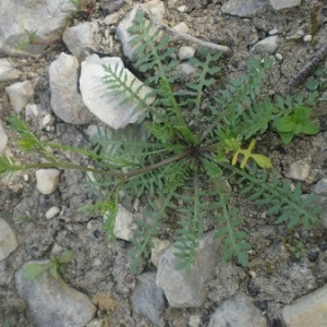 Photographie n°1608213 du taxon Sisymbrella aspera (L.) Spach