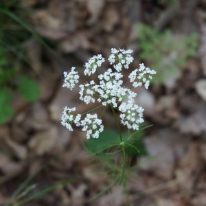 Photographie n°1608258 du taxon Bunium bulbocastanum L. [1753]