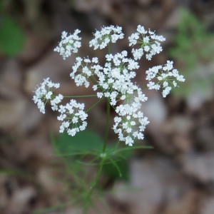 Photographie n°1608263 du taxon Bunium bulbocastanum L. [1753]