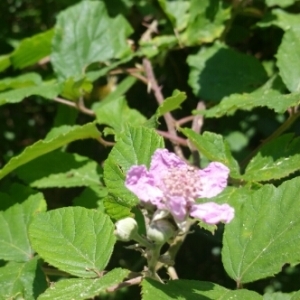 Photographie n°1612185 du taxon Rubus ulmifolius Schott [1818]