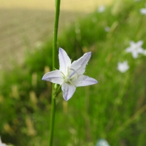 Photographie n°1613669 du taxon Campanula rapunculus L. [1753]