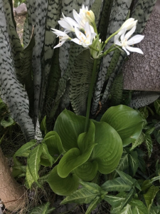 Christiane FAZER, le 28 mai 2017 (Port-Louis)