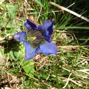 Photographie n°1616124 du taxon Gentiana alpina Vill. [1779]