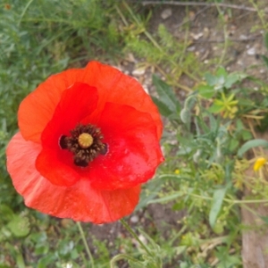 Photographie n°1616381 du taxon Papaver rhoeas L. [1753]