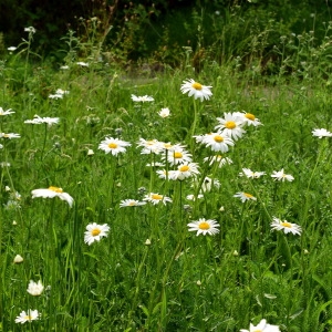 Photographie n°1617289 du taxon Leucanthemum vulgare Lam. [1779]