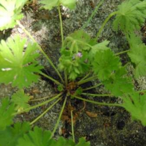 Photographie n°1618818 du taxon Geranium molle L. [1753]