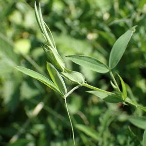 Photographie n°1619290 du taxon Lathyrus pratensis L. [1753]