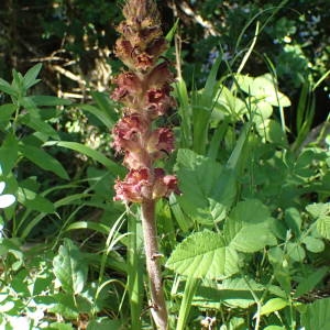 Photographie n°1619381 du taxon Orobanche gracilis Sm. [1798]