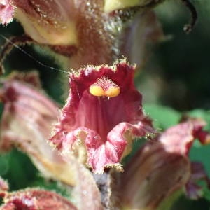 Photographie n°1619387 du taxon Orobanche gracilis Sm. [1798]