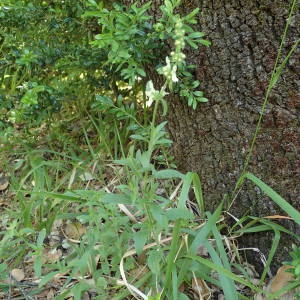 Photographie n°1619396 du taxon Stachys recta L. [1767]