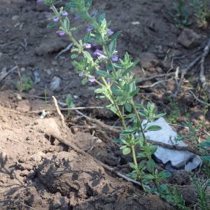 Photographie n°1619547 du taxon Clinopodium nepeta subsp. sylvaticum (Bromf.) Peruzzi & F.Conti [2008]