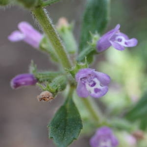 Photographie n°1619550 du taxon Clinopodium nepeta subsp. sylvaticum (Bromf.) Peruzzi & F.Conti [2008]