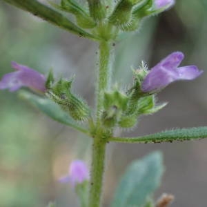 Photographie n°1619552 du taxon Clinopodium nepeta subsp. sylvaticum (Bromf.) Peruzzi & F.Conti [2008]