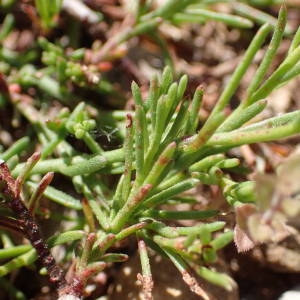 Photographie n°1619557 du taxon Fumana procumbens (Dunal) Gren. & Godr. [1847]