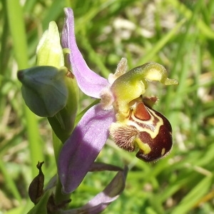 Photographie n°1620037 du taxon Ophrys apifera Huds. [1762]