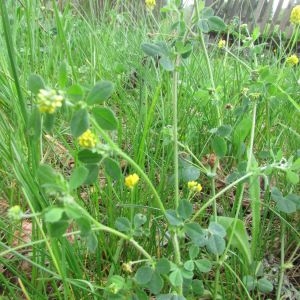 Photographie n°1621713 du taxon Medicago lupulina L. [1753]