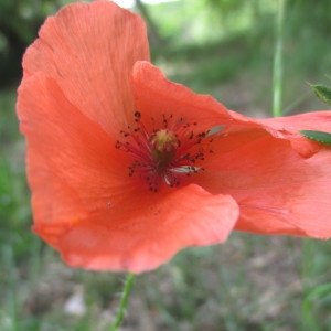  - Papaver rhoeas f. strigosum (Boenn.) Rothm.