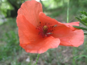 Mélanie BASTIAN, le 29 mai 2017 (Chamborigaud, France (Landéol))