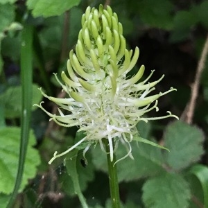 Photographie n°1623875 du taxon Phyteuma spicatum L. [1753]