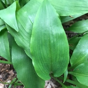 Photographie n°1623907 du taxon Allium ursinum L. [1753]