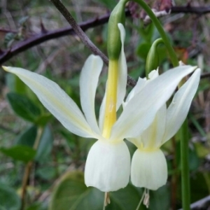 Narcissus triandrus L. (Narcís triandre)