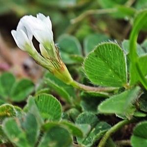 Photographie n°1626055 du taxon Trifolium subterraneum L. [1753]