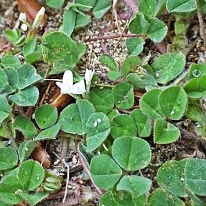 Photographie n°1626059 du taxon Trifolium subterraneum L. [1753]