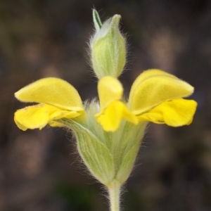 Photographie n°1628675 du taxon Phlomis lychnitis L. [1753]