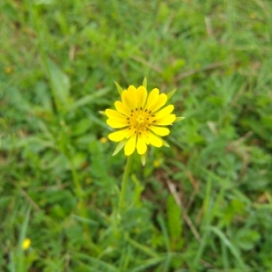 Photographie n°1628875 du taxon Tragopogon pratensis L. [1753]