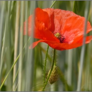 Photographie n°1630031 du taxon Papaver rhoeas L. [1753]