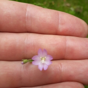 Photographie n°1630232 du taxon Epilobium L. [1753]