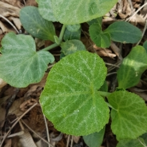 Photographie n°1630391 du taxon Cucurbita pepo L. [1753]