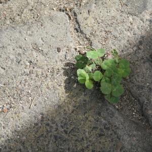 Photographie n°1630892 du taxon Trifolium pratense L. [1753]