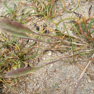 Polypogon subspathaceus Req. (Polypogon presque engainé)