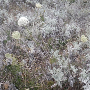 Photographie n°1631451 du taxon Daucus carota subsp. commutatus (Paol.) Thell. [1926]