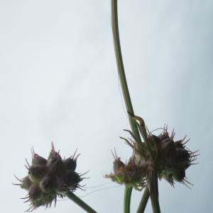 Globocarpus oenanthoides Caruel (Oenanthe globuleuse)