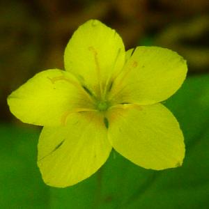 Photographie n°1631684 du taxon Lysimachia nemorum L. [1753]