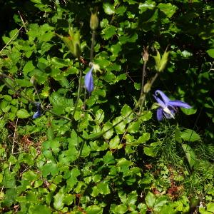 Photographie n°1631721 du taxon Aquilegia vulgaris L. [1753]