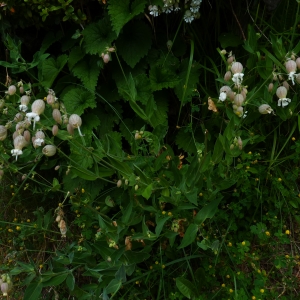 Photographie n°1631742 du taxon Silene vulgaris (Moench) Garcke [1869]