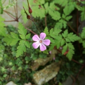 Photographie n°1631820 du taxon Geranium robertianum L. [1753]