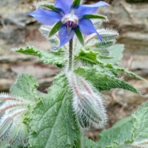 Photographie n°1631864 du taxon Borago officinalis L. [1753]