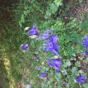 Photographie n°1631955 du taxon Aquilegia vulgaris L. [1753]