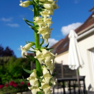 Photographie n°1632371 du taxon Digitalis lutea L. [1753]