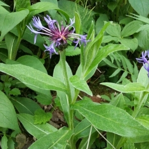 Photographie n°1632798 du taxon Cyanus montanus (L.) Hill [1768]