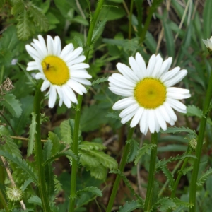 Photographie n°1633786 du taxon Leucanthemum vulgare Lam. [1779]